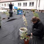 Teren przed szkołą pokryty agrowłókniną. Pomiędzy nią gdzieniegdzie wystają rośliny. Na pierwszym planie dziewczyna sadząca krzew.